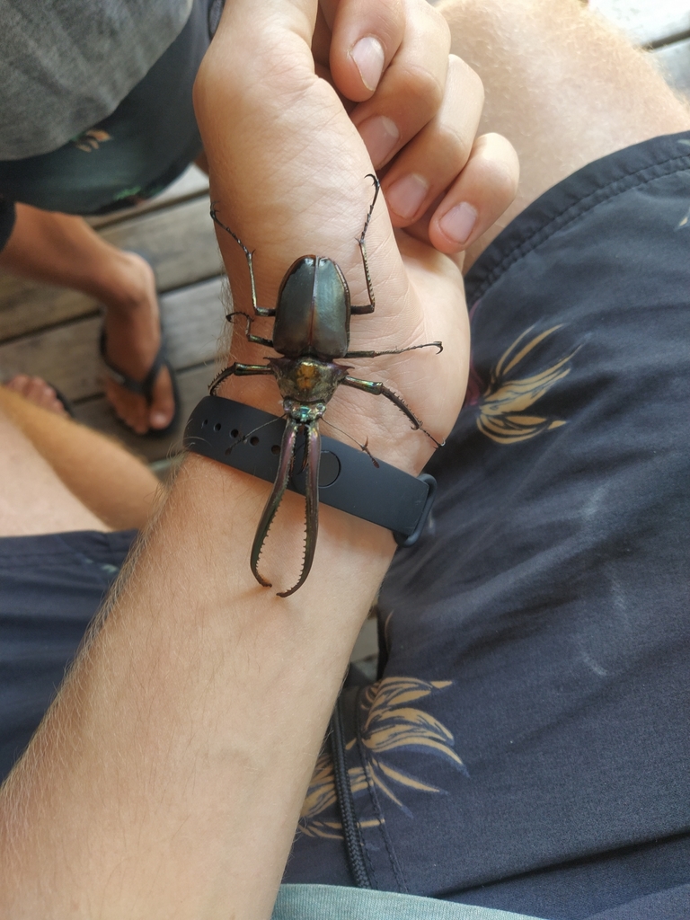 Chilean Stag Beetle