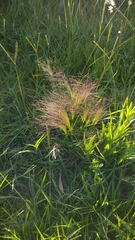 Agrostis montevidensis