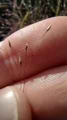 Agrostis montevidensis