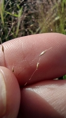 Agrostis montevidensis