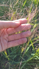 Agrostis montevidensis
