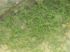 Najas guadalupensis