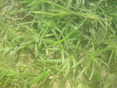 Najas guadalupensis