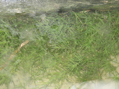 Najas guadalupensis