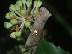 Eupsilia tripunctata