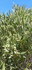 Olea exasperata