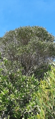 Olea exasperata