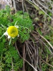 Tripleurospermum maritimum