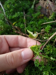 Tripleurospermum maritimum
