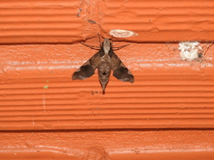 Callionima acuta