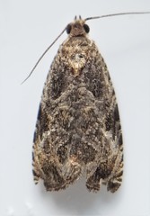Olethreutes furfuranum