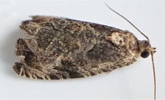 Olethreutes furfuranum