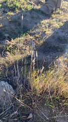 Poaceae