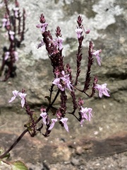 Aeollanthus parvifolius