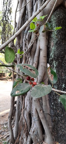 Ficus benghalensis
