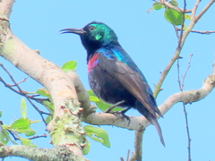 Cinnyris bifasciatus microrhynchus