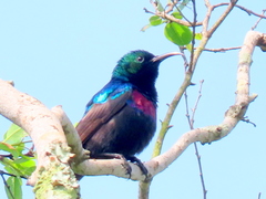 Cinnyris bifasciatus microrhynchus