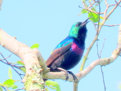 Cinnyris bifasciatus microrhynchus