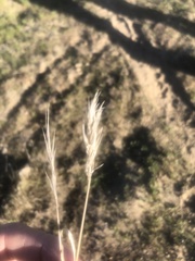 Poaceae