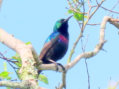 Cinnyris bifasciatus microrhynchus