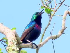 Cinnyris bifasciatus microrhynchus