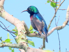 Cinnyris bifasciatus microrhynchus