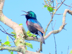 Cinnyris bifasciatus microrhynchus