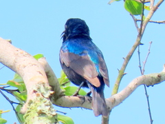 Cinnyris bifasciatus microrhynchus