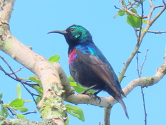 Cinnyris bifasciatus microrhynchus