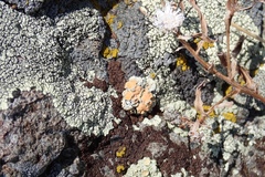 Rhizocarpon bolanderi