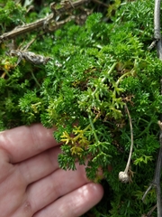Tripleurospermum maritimum