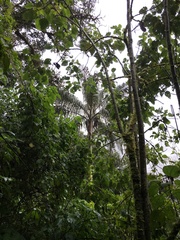 Ceroxylon pityrophyllum