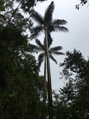 Ceroxylon pityrophyllum