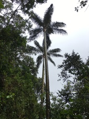 Ceroxylon pityrophyllum
