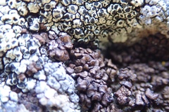 Rhizocarpon bolanderi