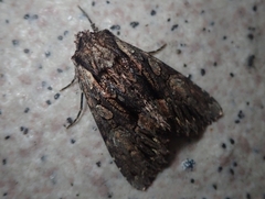 Mniotype melanodonta