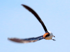 Hirundo smithii smithii