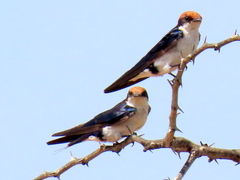 Hirundo smithii smithii