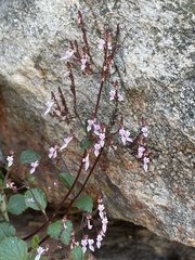 Aeollanthus parvifolius