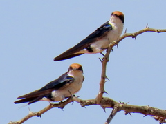 Hirundo smithii smithii