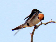 Hirundo smithii smithii