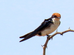 Hirundo smithii smithii