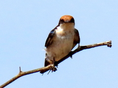 Hirundo smithii smithii