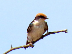 Hirundo smithii smithii