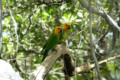 Eupsittula pertinax xanthogenia