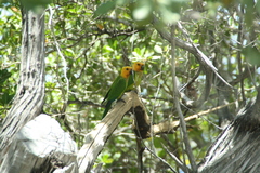 Eupsittula pertinax xanthogenia