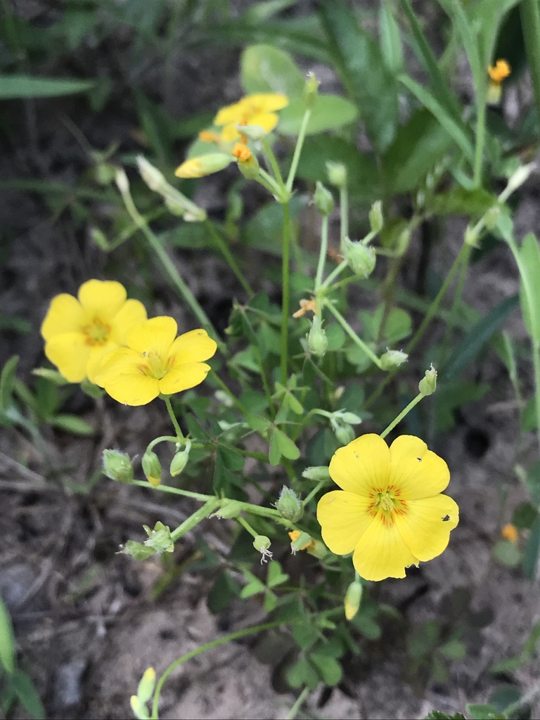 Texas Woodsorrel