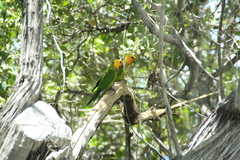 Eupsittula pertinax xanthogenia