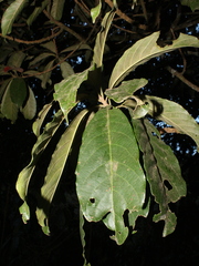Image of Sideroxylon portoricense
