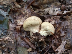 Lycoperdon ericaeum